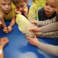Biedronki eksperymentują (8)