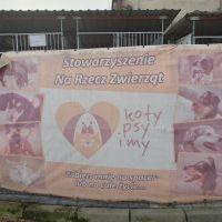 Pomoc dla zwierząt z przytuliska (3)